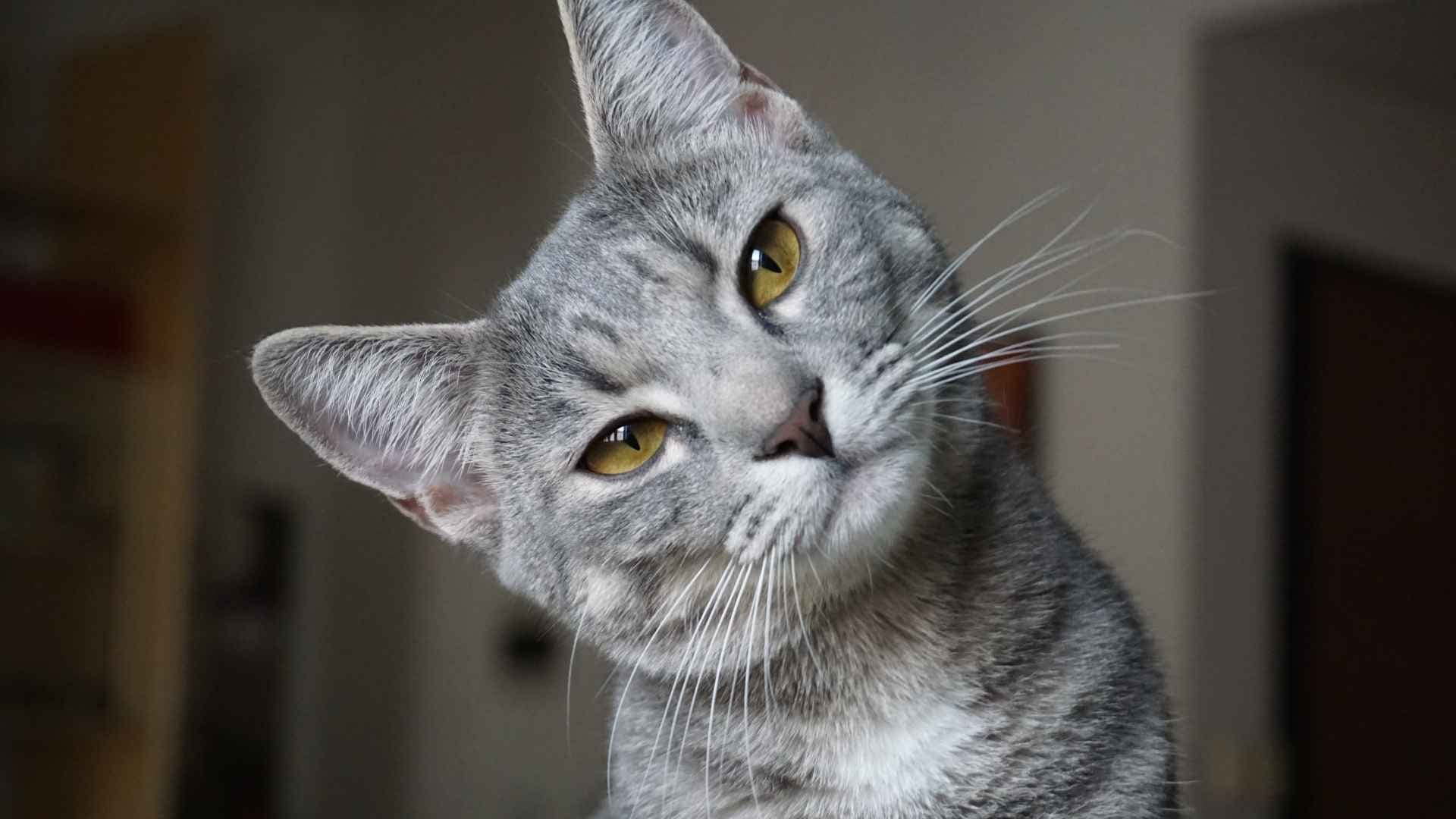Gato después de usar feromonas para gatos